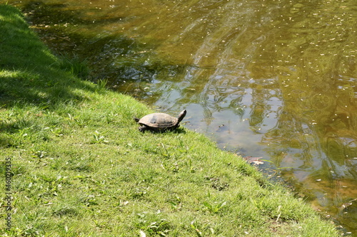 Turtle by a Pond on a Late Spring Day © JudithAnne