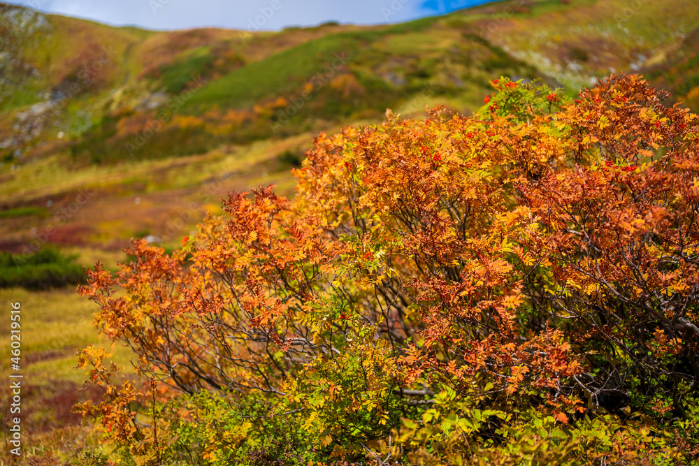 富山県立山町の立山の秋の紅葉の季節に登山している風景 Scenery of climbing Tateyama Mountain in Tateyama Town, Toyama Prefecture, Japan during the season of autumn leaves. 富山県立山町の立山の秋の紅葉の季節に登山している風景 Scenery of climbing Tateyama Mountain in Tateyama Town, Toyama Prefecture, Japan during the season of autumn leaves.