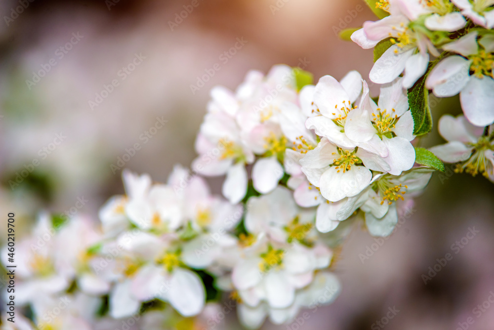 appletree blossom branch in the garden in spring
