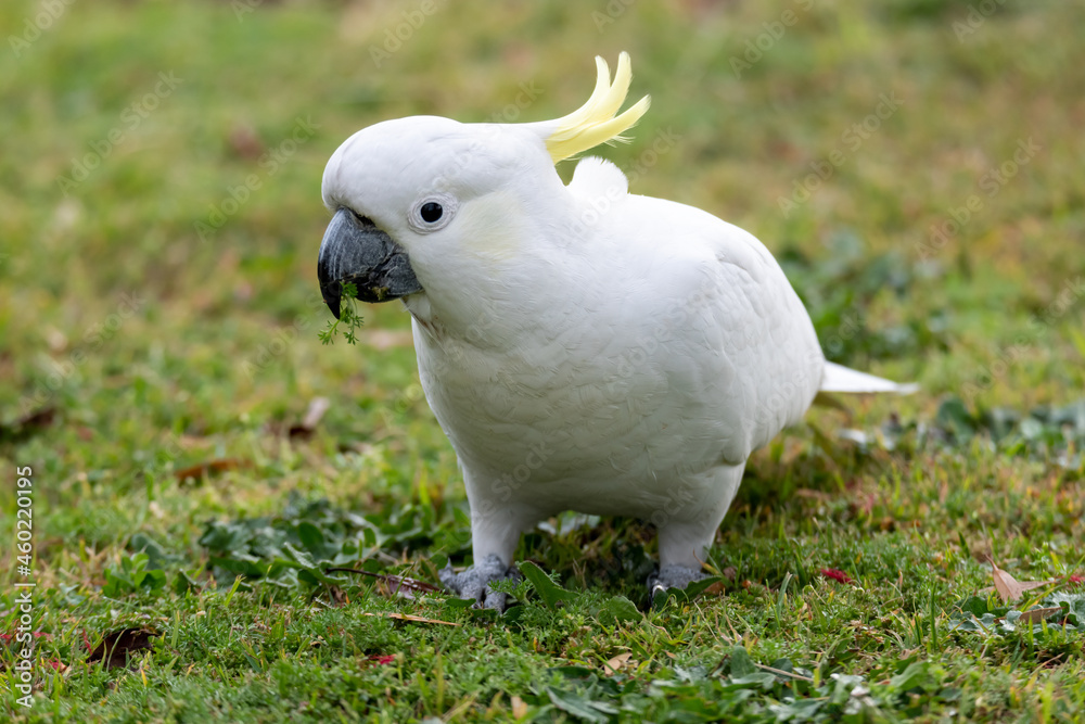 Sulphur-crested Cockatoo on the grass after the rain Sulphur-crested Cockatoo on the grass after the rain