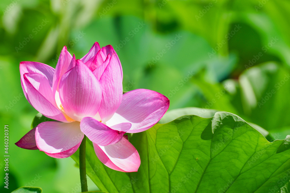 東京 上野 不忍池の美しい蓮の花 コピースペースあり(東京都) Beautiful lotus flowers at Shinobazu Pond in Ueno, Tokyo, with copy space (Tokyo, Japan) 東京 上野 不忍池の美しい蓮の花 コピースペースあり(東京都) Beautiful lotus flowers at Shinobazu Pond in Ueno, Tokyo, with copy space (Tokyo, Japan)