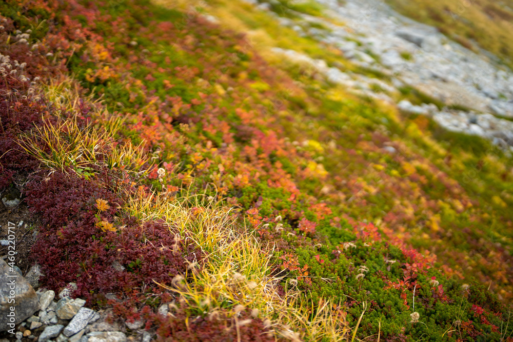 富山県立山町の立山の秋の紅葉の季節に登山している風景 Scenery of climbing Tateyama Mountain in Tateyama Town, Toyama Prefecture, Japan during the season of autumn leaves. 富山県立山町の立山の秋の紅葉の季節に登山している風景 Scenery of climbing Tateyama Mountain in Tateyama Town, Toyama Prefecture, Japan during the season of autumn leaves.