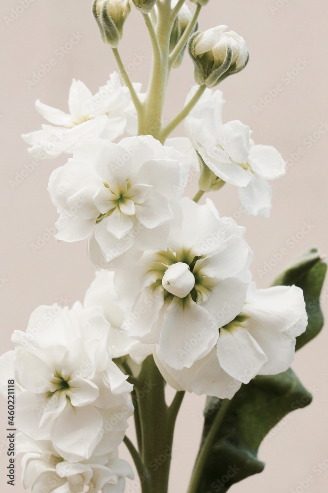 White flowers buds branches close up on beige background top view. Floral card.Poster