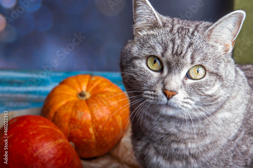 Grey cat tabby with fresh pumpkins