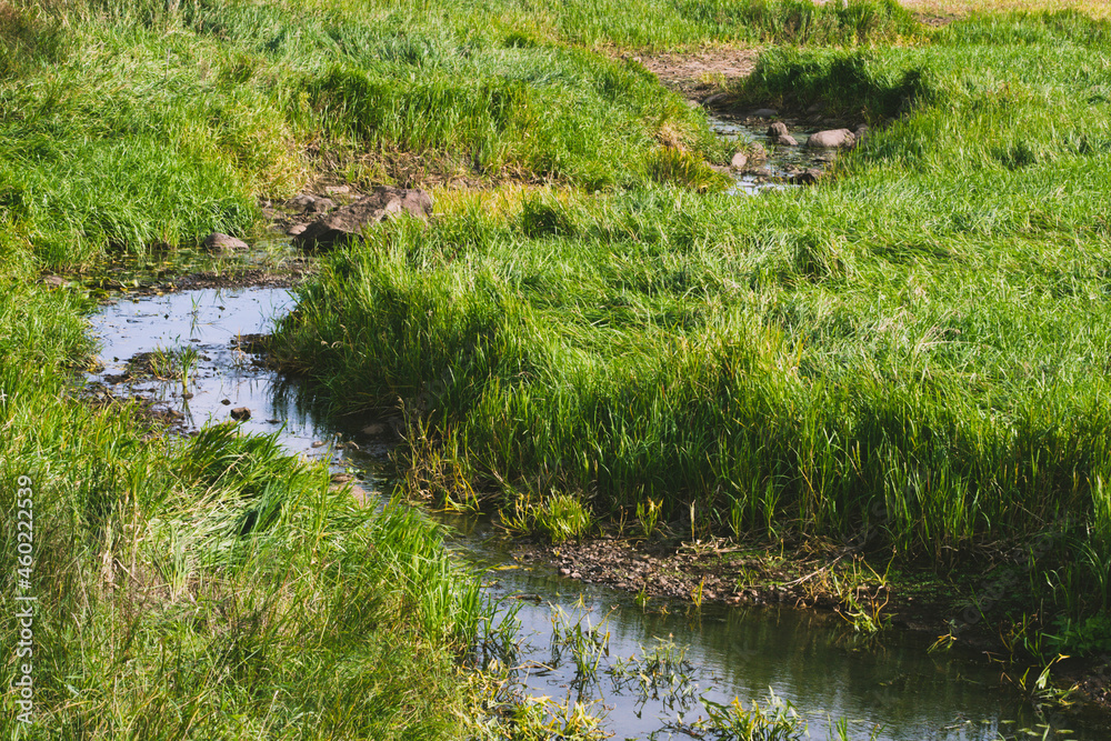 Water plants, swamps, ponds and rivers Water plants, swamps, ponds and rivers