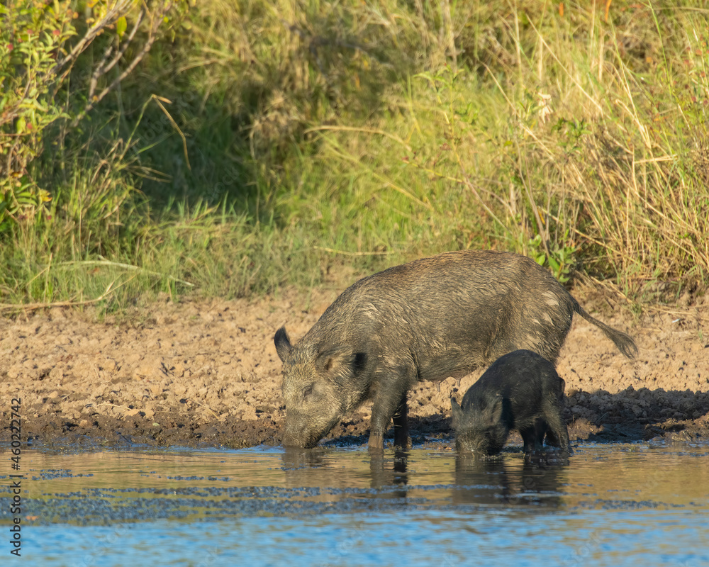 Feral Pigs in Southwest Oklahoma in a pond Feral Pigs in Southwest Oklahoma in a pond