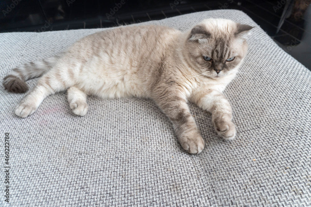 Photo Scottish cat, scottish-fold, white with blue eyes Photo Scottish cat, scottish-fold, white with blue eyes