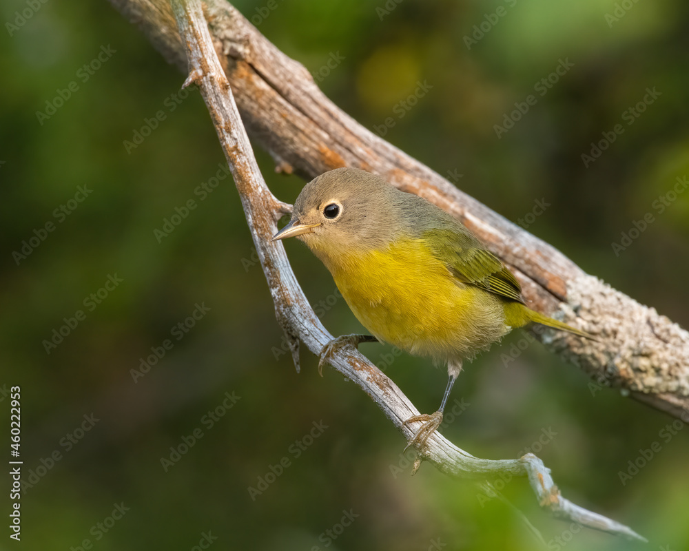 Nashville Warbler Nashville Warbler