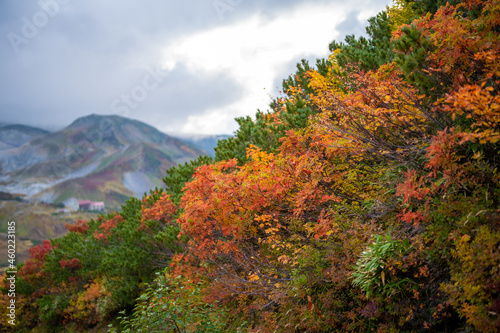                                                                                Scenery of climbing Tateyama Mountain in Tateyama Town  Toyama Prefecture  Japan during the season of autumn leaves. 