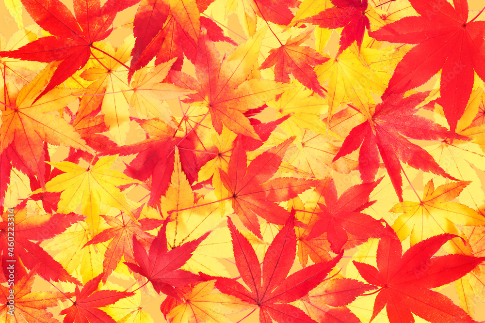 モミジ 紅葉したカエデの葉 秋のイメージ
