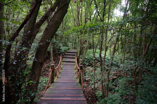 a wonderful boardwalk in the summer forest