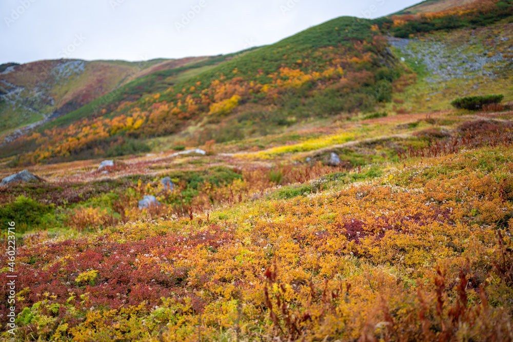 富山県立山町の立山の秋の紅葉の季節に登山している風景 Scenery of climbing Tateyama Mountain in Tateyama Town, Toyama Prefecture, Japan during the season of autumn leaves. 