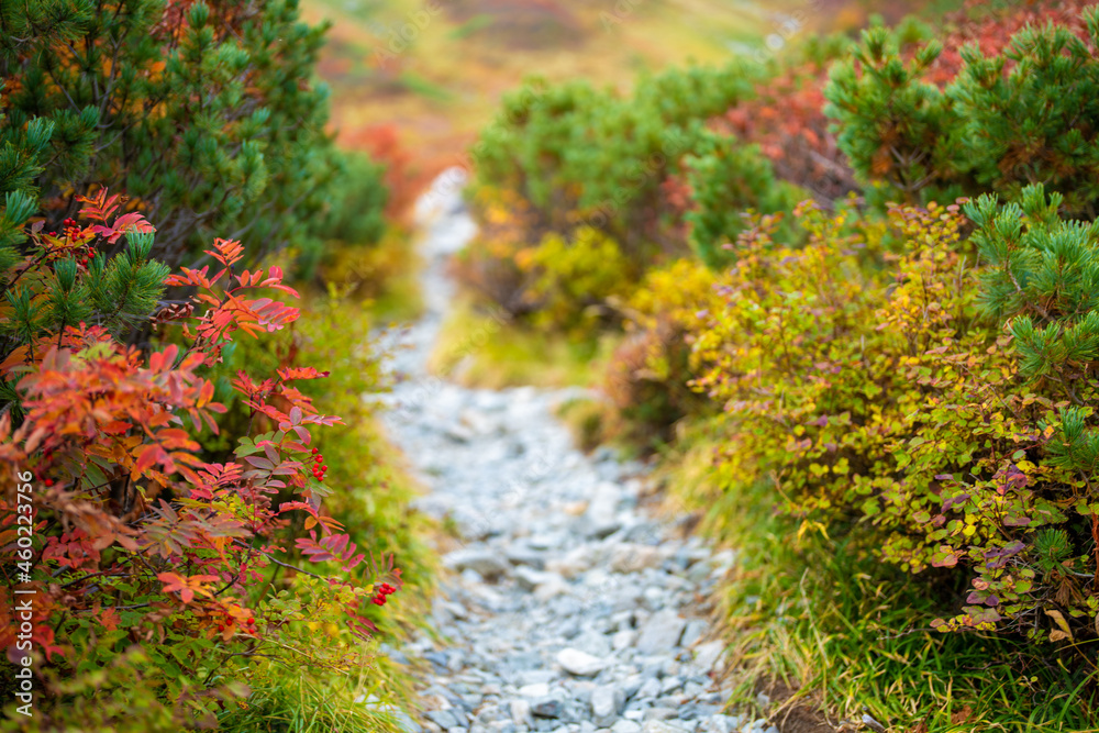 富山県立山町の立山の秋の紅葉の季節に登山している風景 Scenery of climbing Tateyama Mountain in Tateyama Town, Toyama Prefecture, Japan during the season of autumn leaves. 富山県立山町の立山の秋の紅葉の季節に登山している風景 Scenery of climbing Tateyama Mountain in Tateyama Town, Toyama Prefecture, Japan during the season of autumn leaves.