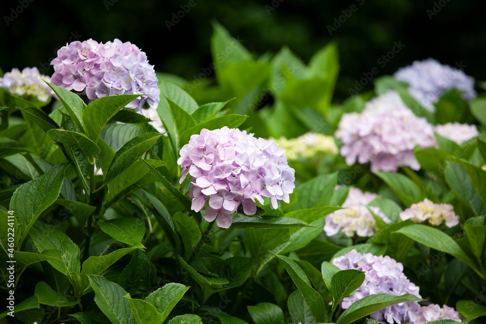 アジサイ 紫陽花 あじさい hydrangea アジサイ 紫陽花 あじさい hydrangea