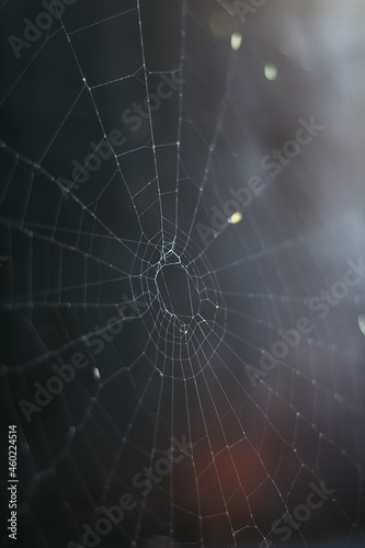 spider web with dew drops © juanjomenta