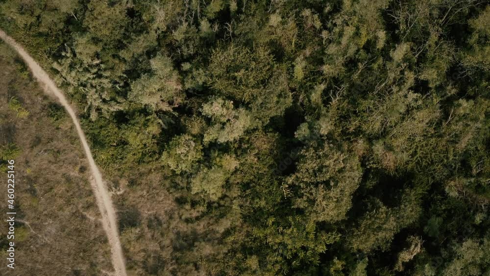 Aerial top view of a forest in Italy Aerial top view of a forest in Italy