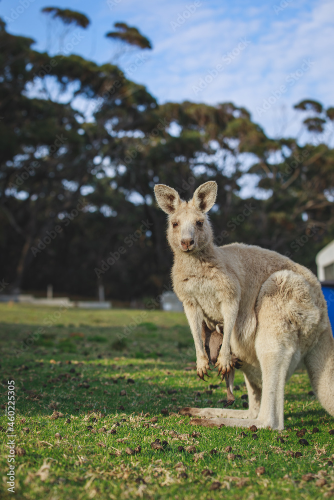 White kangaroo grazing with her joey. White kangaroo grazing with her joey.