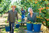 Two positive gardeners, young man and woman, harvesting tasty pears at summer orchard