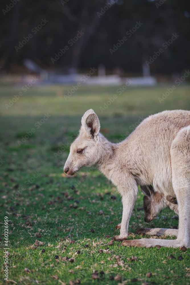 Obraz premium White kangaroo grazing with her joey.