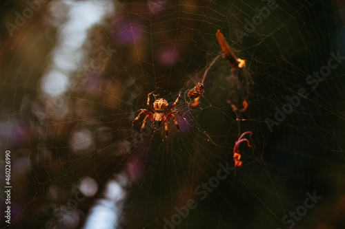 spider on a web