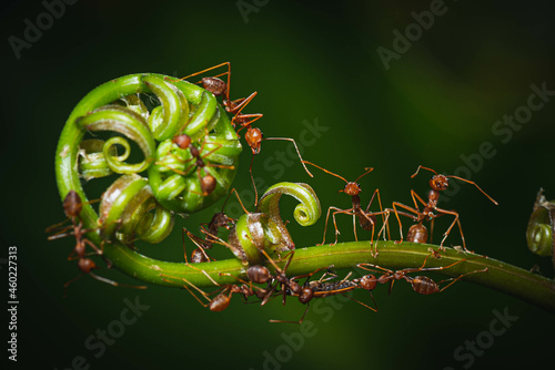 close-up Weaver ant (Kerengga) having food photo