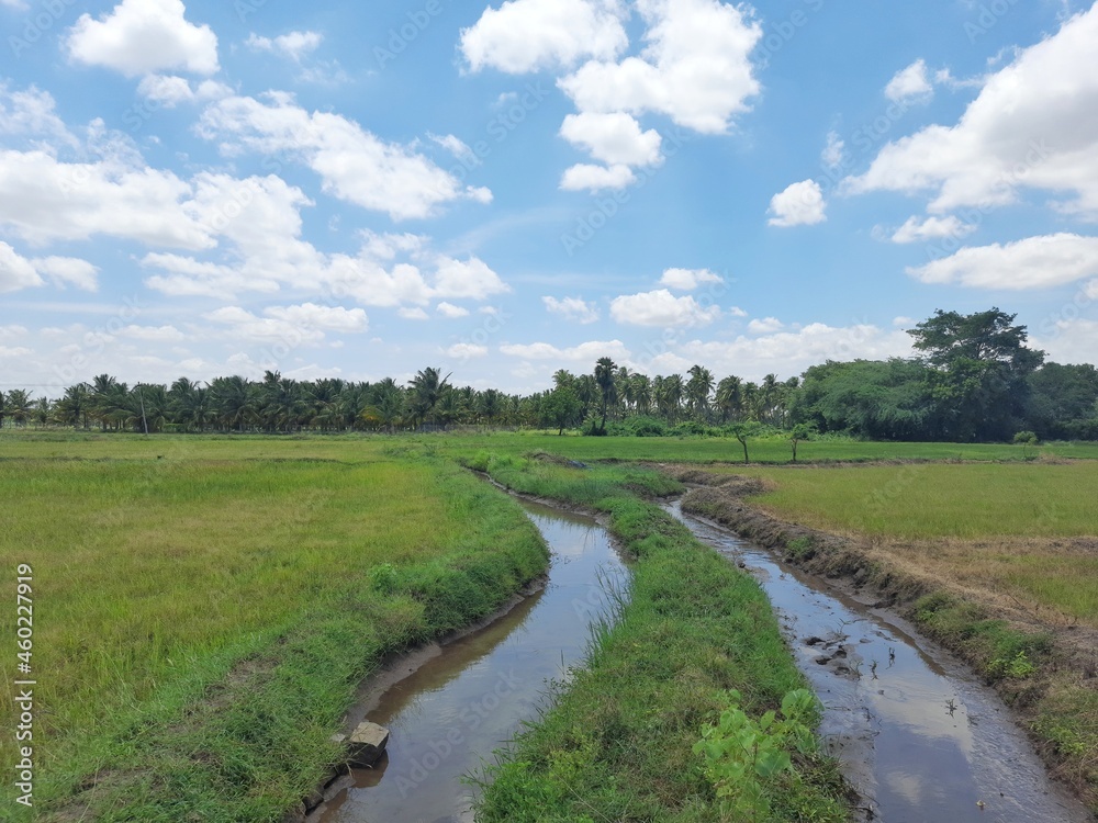 A small Canal in Agriculture land