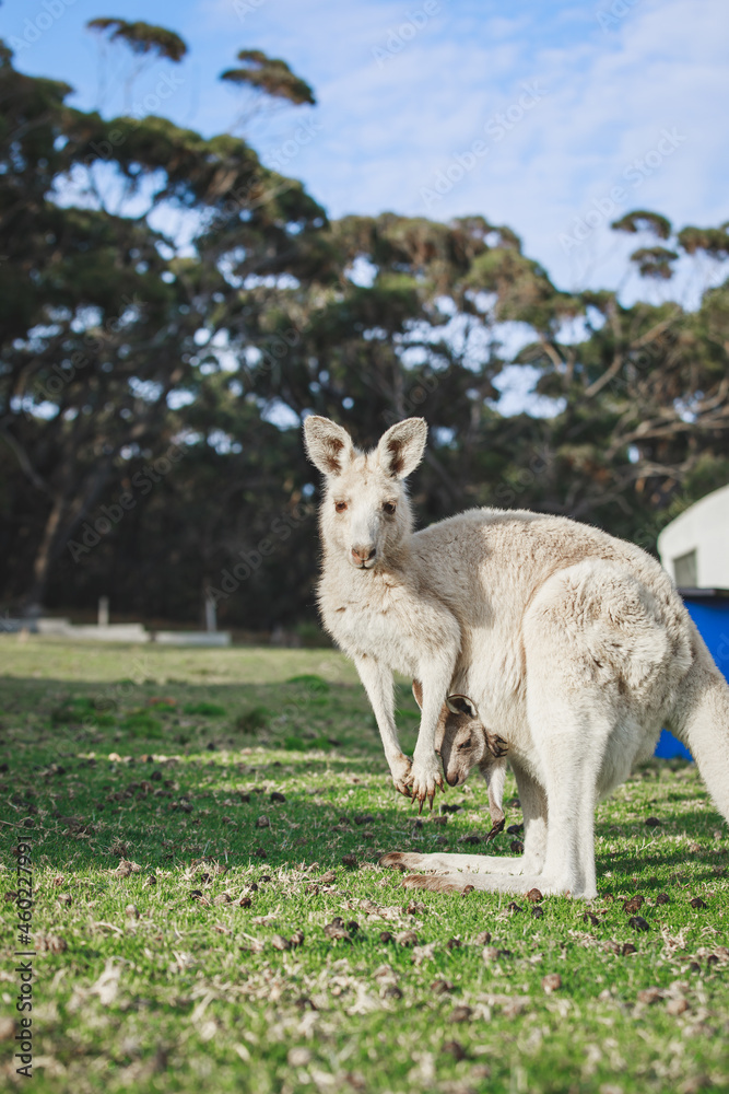 White kangaroo grazing with her joey. White kangaroo grazing with her joey.