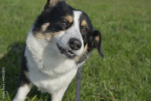 草原で遊んでいる犬の嬉しそうな顔