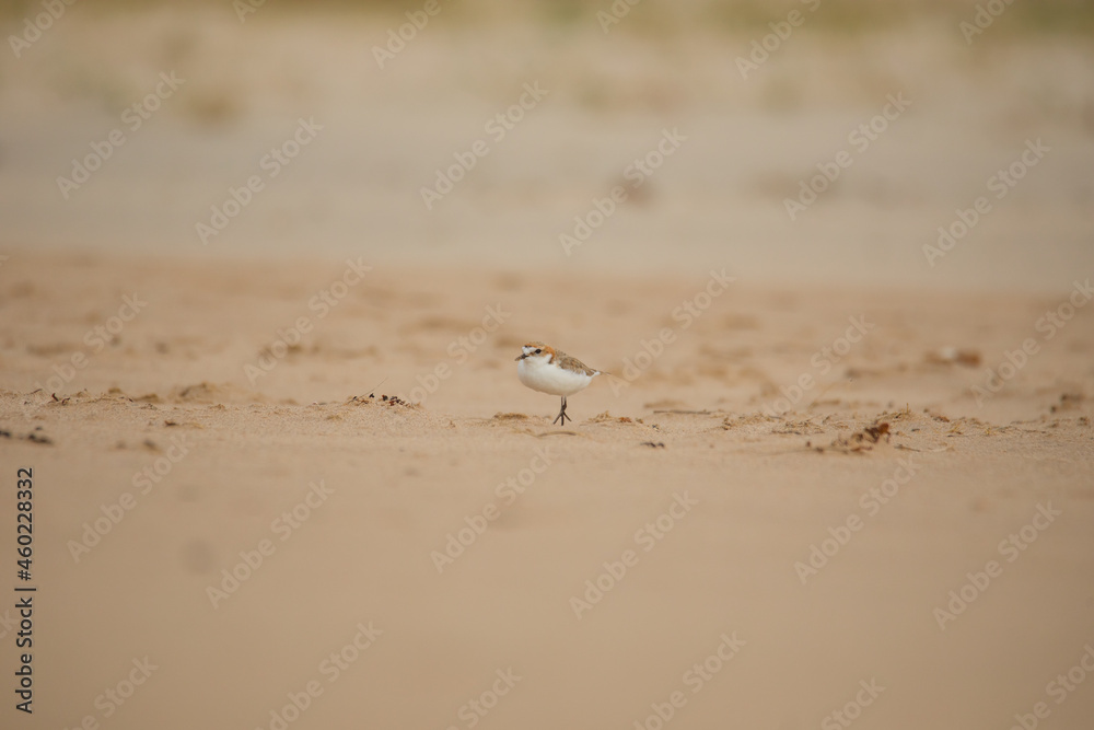 Red-capped plover on the foreshore Red-capped plover on the foreshore