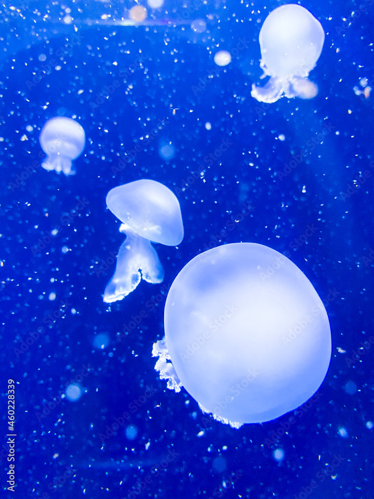Fototapeta premium jellyfish swim in blue water