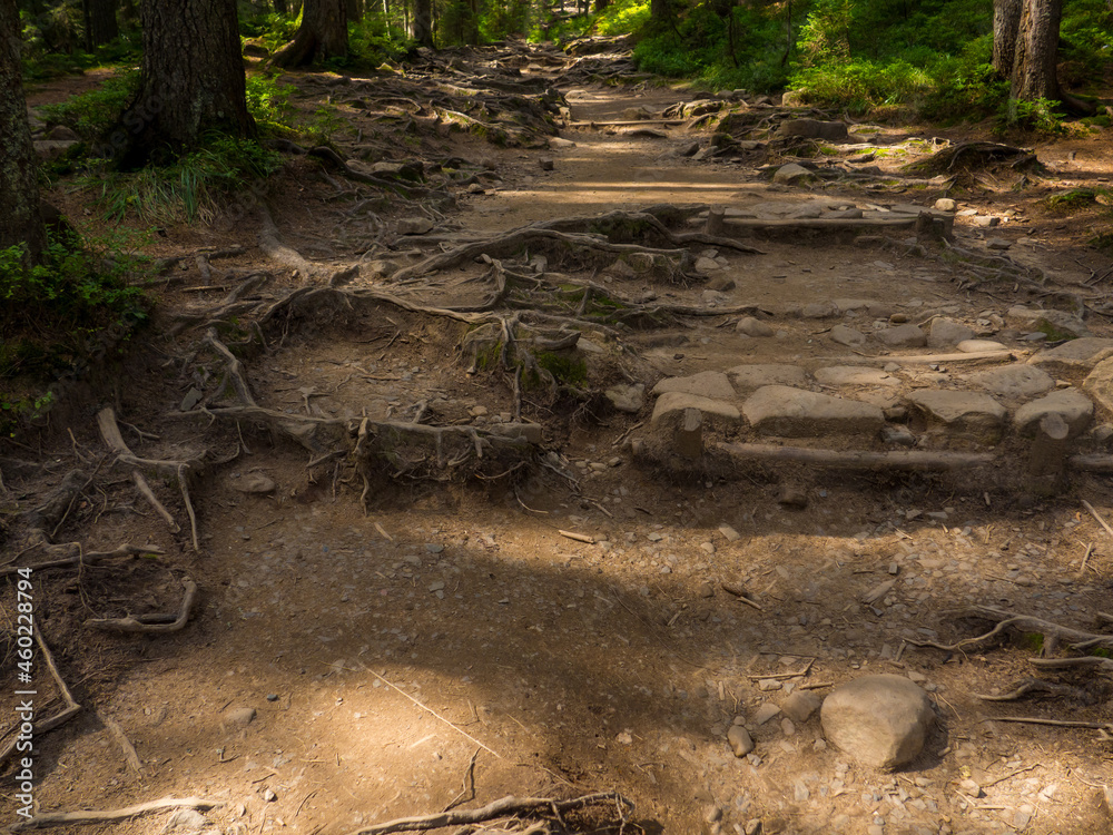 Obraz premium Scenic Trail full of roots in the middle of wooden coniferous forrest, surrounded by green bushes and leaves and ferns on a Fall Evening in Carpathian Nature. Amazing pedestrian track in Ukraine. 