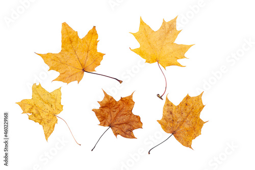 maple leaves isolated on white background.