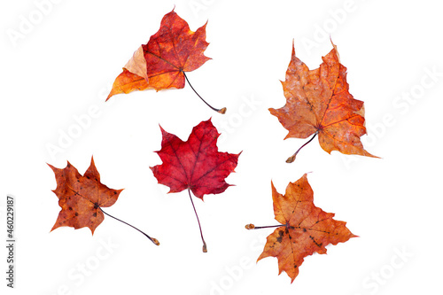 maple leaves isolated on white background.