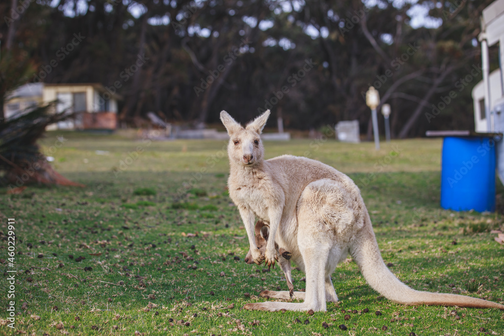 White kangaroo grazing with her joey. White kangaroo grazing with her joey.