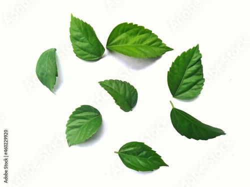 Natural leaves on a white background.  very suitable for design backgrounds, templates, banners, posters, etc © Poor