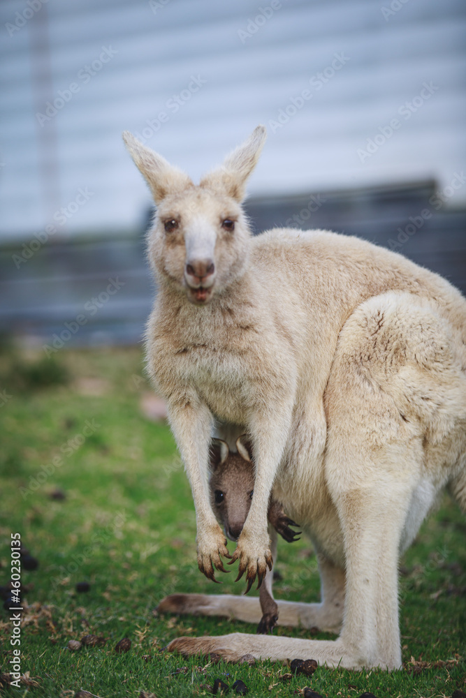 White kangaroo grazing with her joey. White kangaroo grazing with her joey.