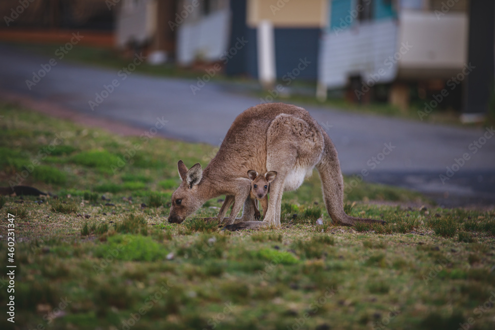 Female Eastern Grey Kangaroo with her Joey Female Eastern Grey Kangaroo with her Joey