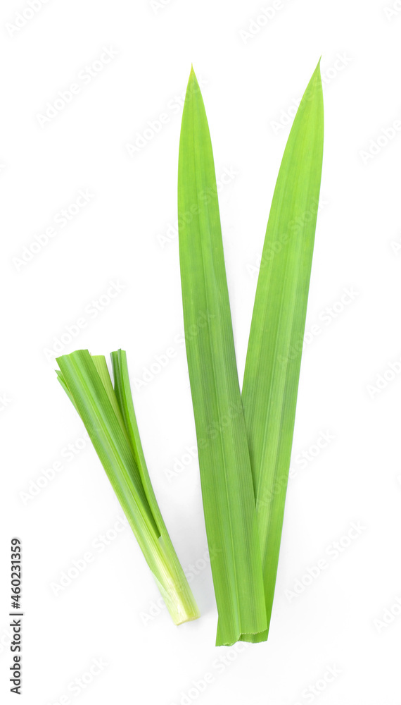 Pandan isolated on white background Pandan isolated on white background
