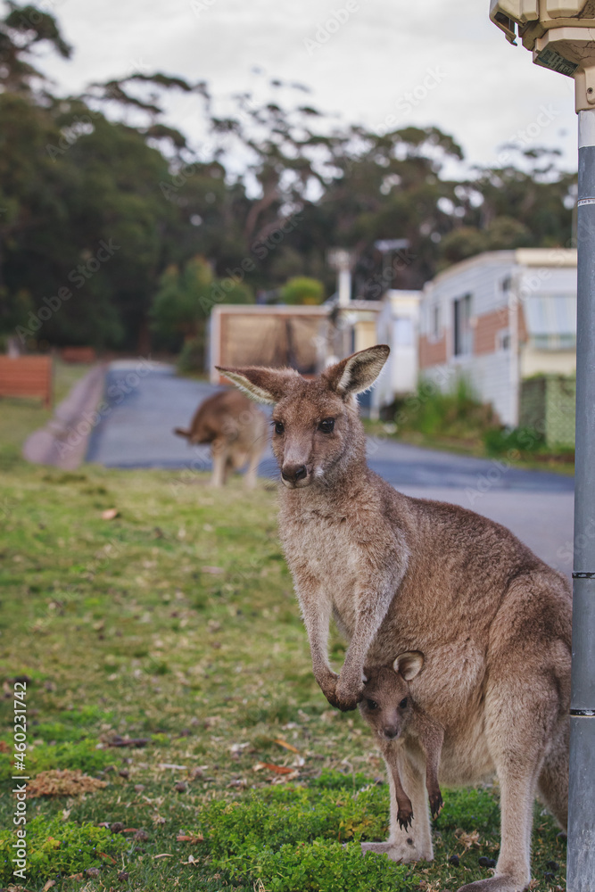 Female Eastern Grey Kangaroo with her Joey