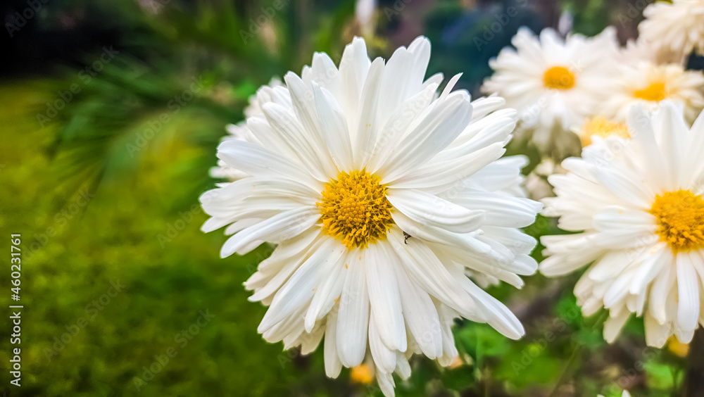 daisies in a garden. Closeup shots blur background. daisies in a garden. Closeup shots blur background.