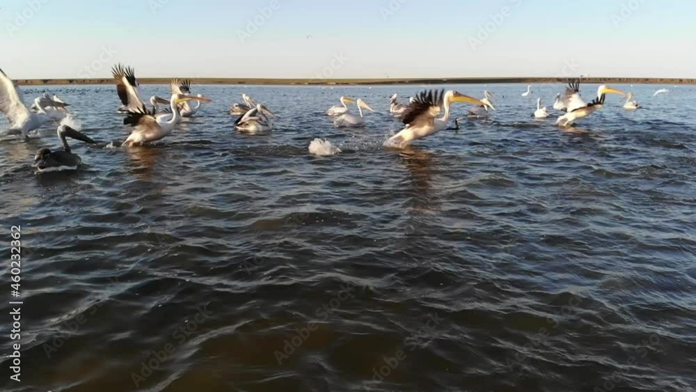 Kalmykia. Reserve. Pelicans take off from the water.