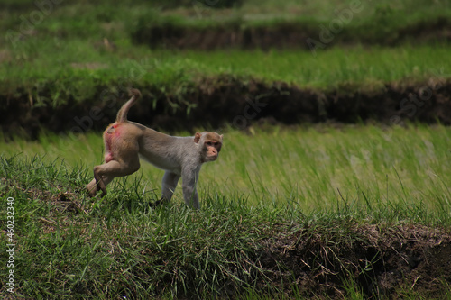 Male rhesus macaque walking through a rice field