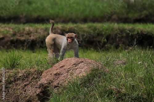 Male rhesus macaque standing on a rock in a rice field