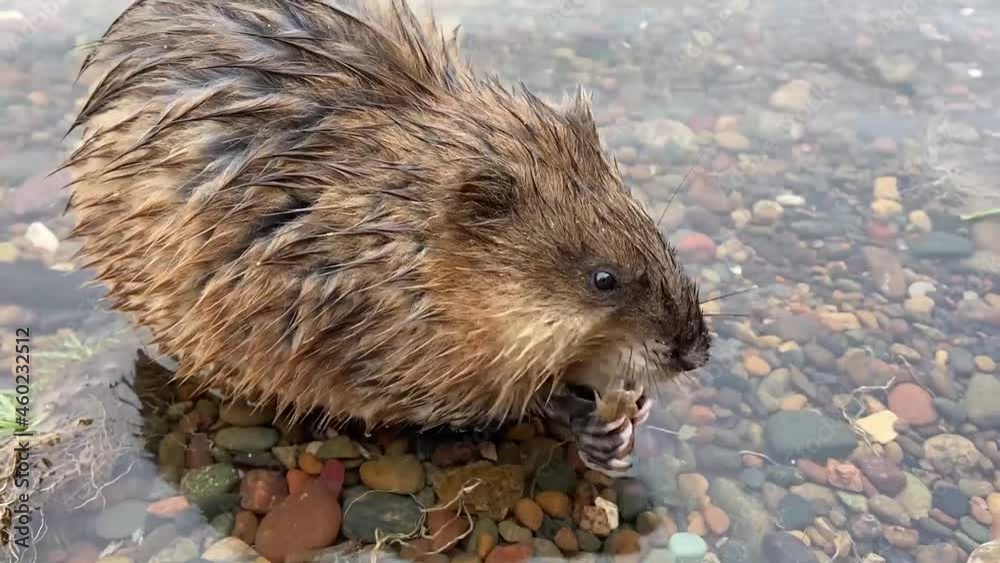 Muskrat in the water near the river bank Muskrat in the water near the river bank