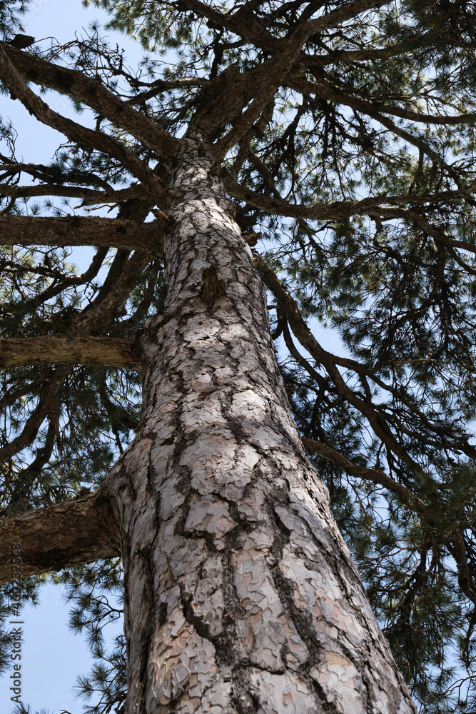 Fototapeta premium spectacular large pine seen from below