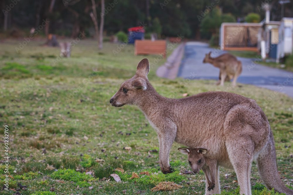 Female Eastern Grey Kangaroo with her Joey Female Eastern Grey Kangaroo with her Joey