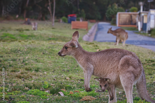 Female Eastern Grey Kangaroo with her Joey