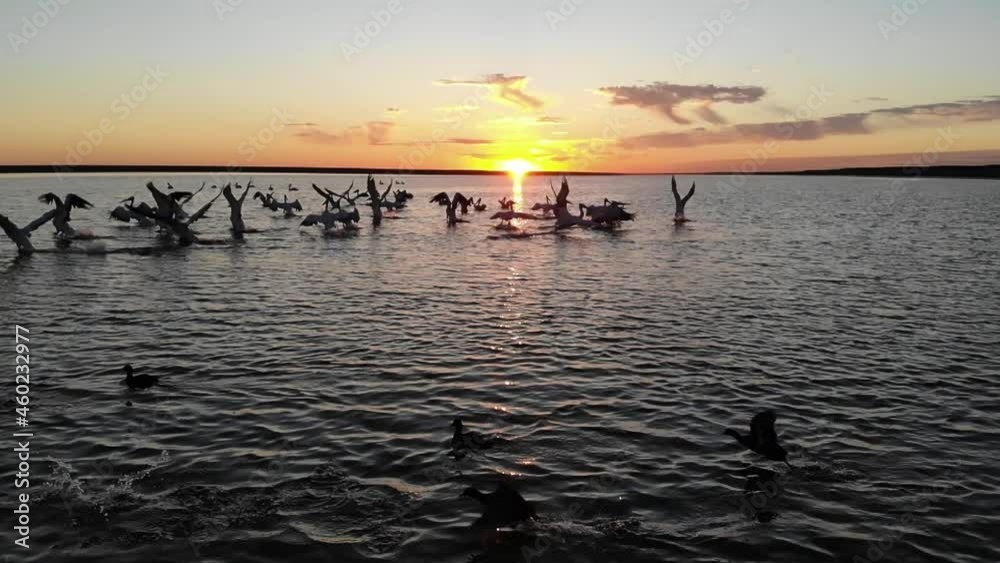 Kalmykia. Reserve. A flock of pelicans takes off at sunset.