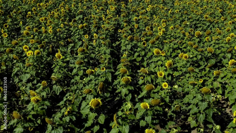 Flying backward over a field of yellow sunflowers - pullback drone shot Flying backward over a field of yellow sunflowers - pullback drone shot