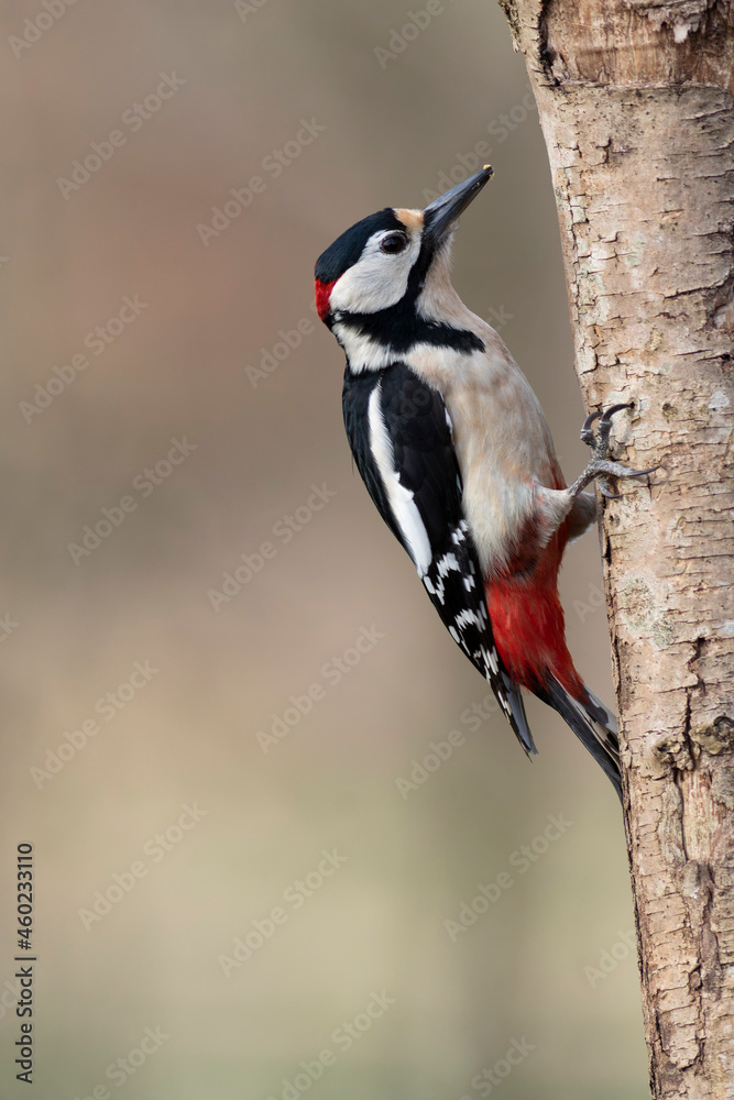 Fototapeta premium great spotted Woodpecker Dendrocopos major climbing on tree trunk